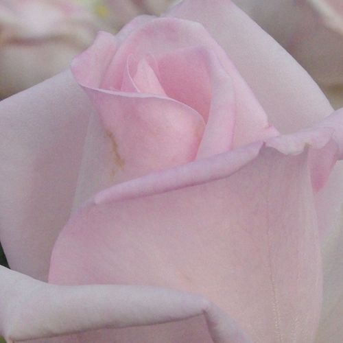 Rosa Königlicht Hoheit - trandafir cu parfum intens - Trandafir copac cu trunchi înalt - cu flori teahibrid - roz - Herb Swim, O. L. Weeks - coroană dreaptă - Flori foarte frumoase, de culorea roz